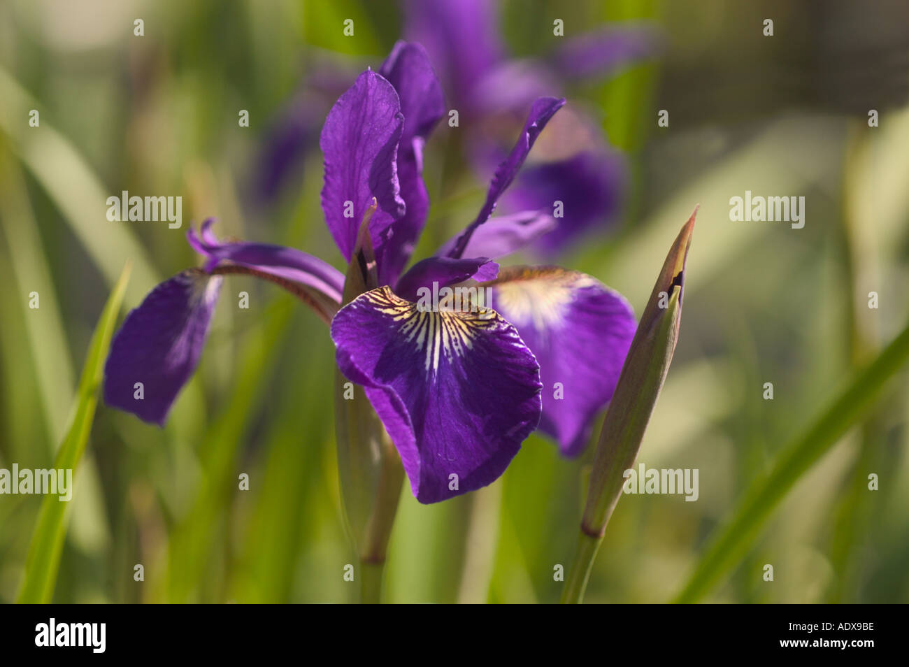 Viola costa del Pacifico Iris Fort Mason comunità giardino di San Francisco in California Foto Stock