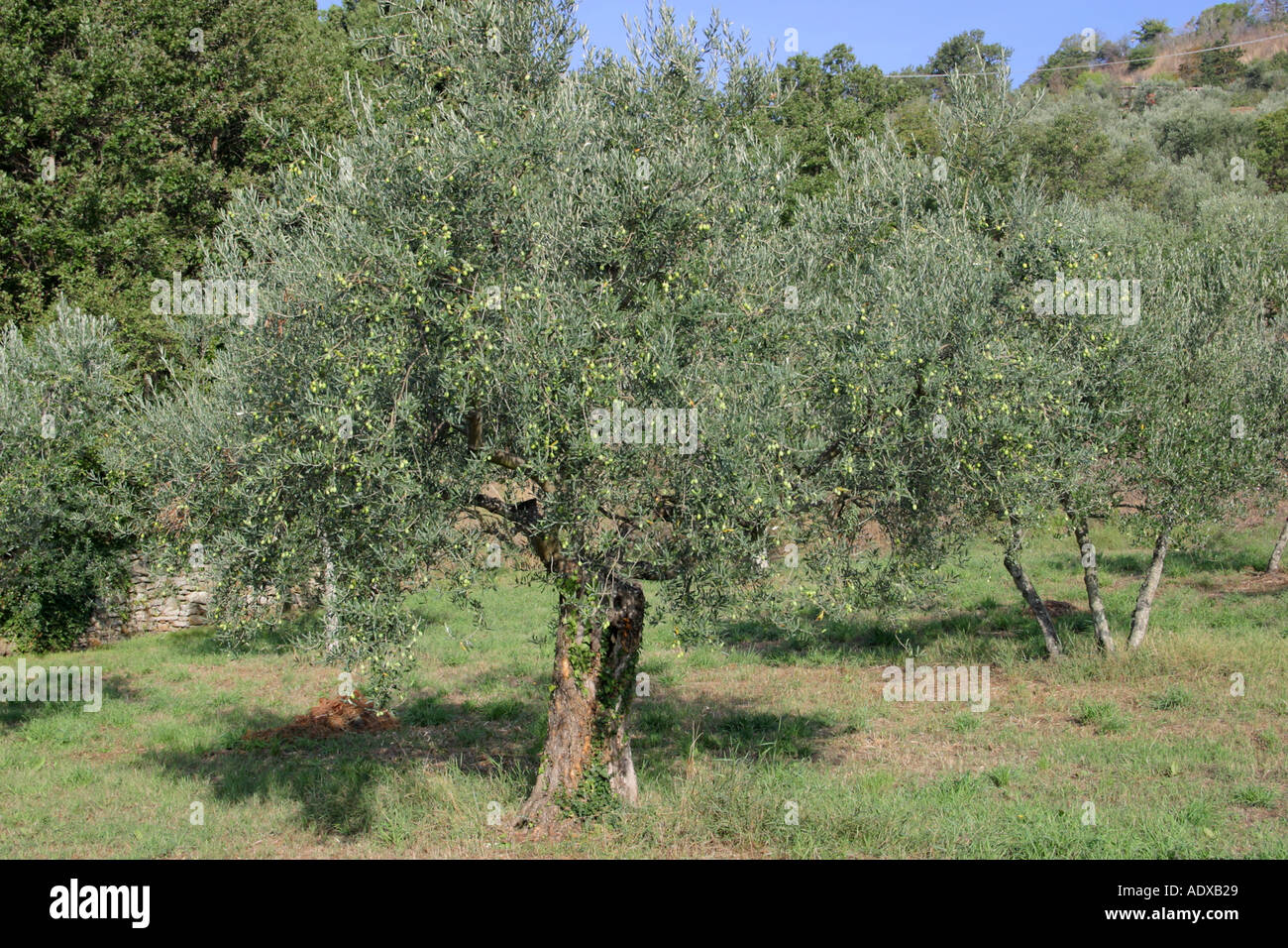 Alberi di olivo Il Palazzone Cortona Italia Foto Stock