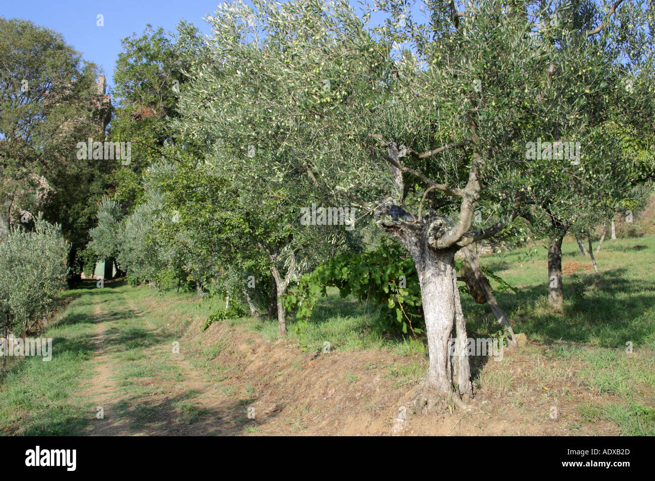 Alberi di olivo Il Palazzone Cortona Italia Foto Stock