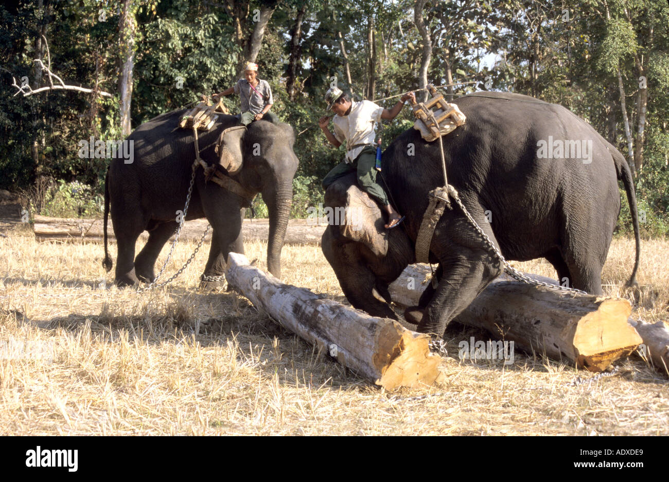 Gli elefanti al lavoro in teak un deposito di legname in Birmania Myanmar Foto Stock