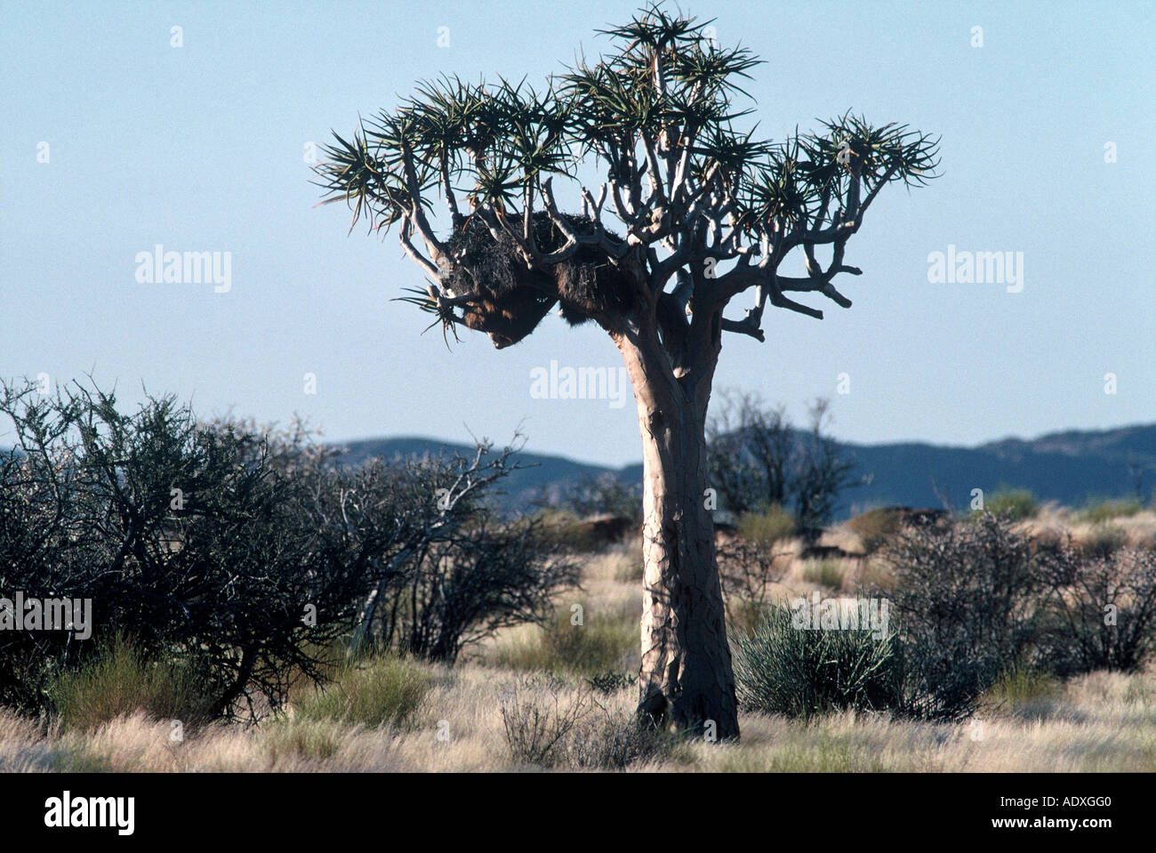 Faretra Tree, tessitore sociale nido, Philetairus socius Augrabies National Park Foto Stock