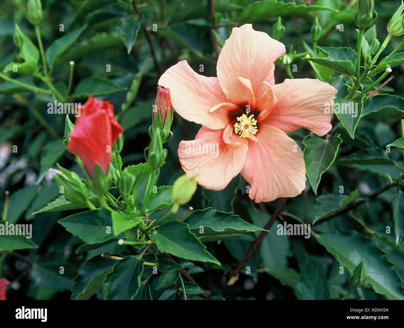 Hibsicus chinensis Foto Stock