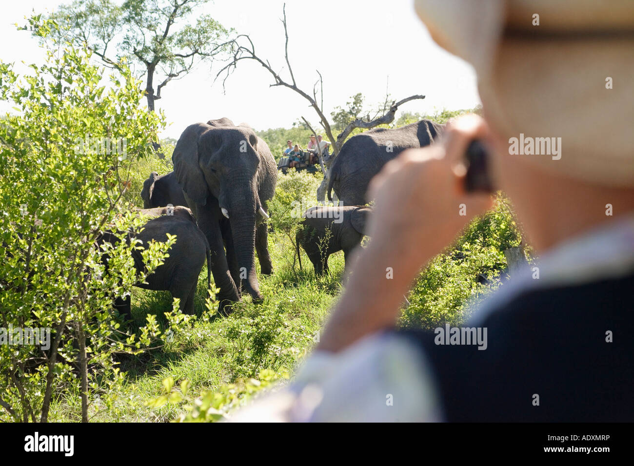 Adulto Uomo prendendo fotografia di gruppo di elefanti, vista posteriore Foto Stock