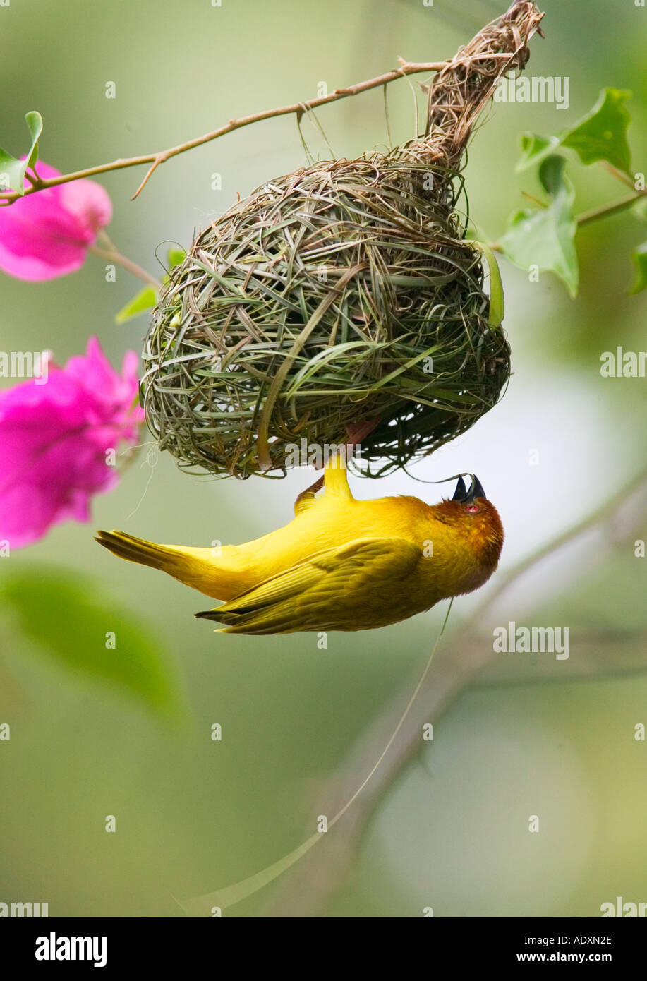 Un Golden Palm Weaver bird costruisce il suo nido a Mombasa, in Kenya, Africa orientale. Foto Stock