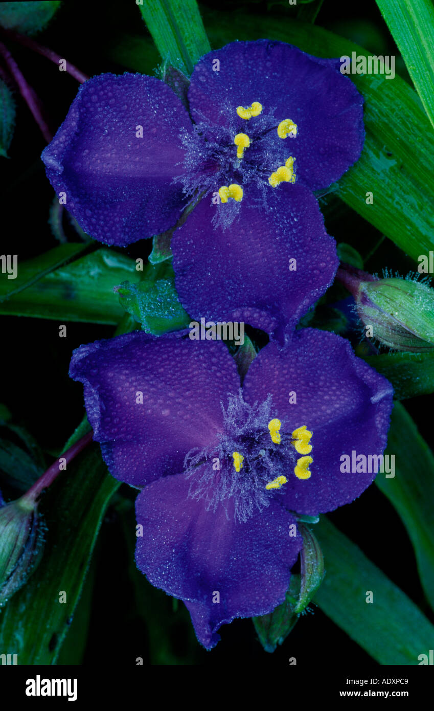 TRADESCANTIA X ANDERSONIANA ZWANENBURG BLUE SPIDER WORT perenne giugno close up di luminoso blu profondo con fiori giallo STAM Foto Stock