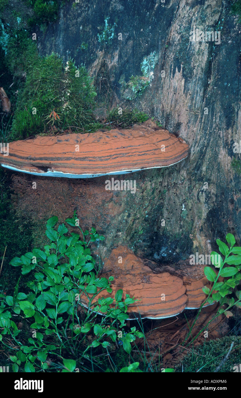 Artista della staffa (Ganoderma lipsiense, Ganoderma applanatum), Francia, Vogesen Foto Stock