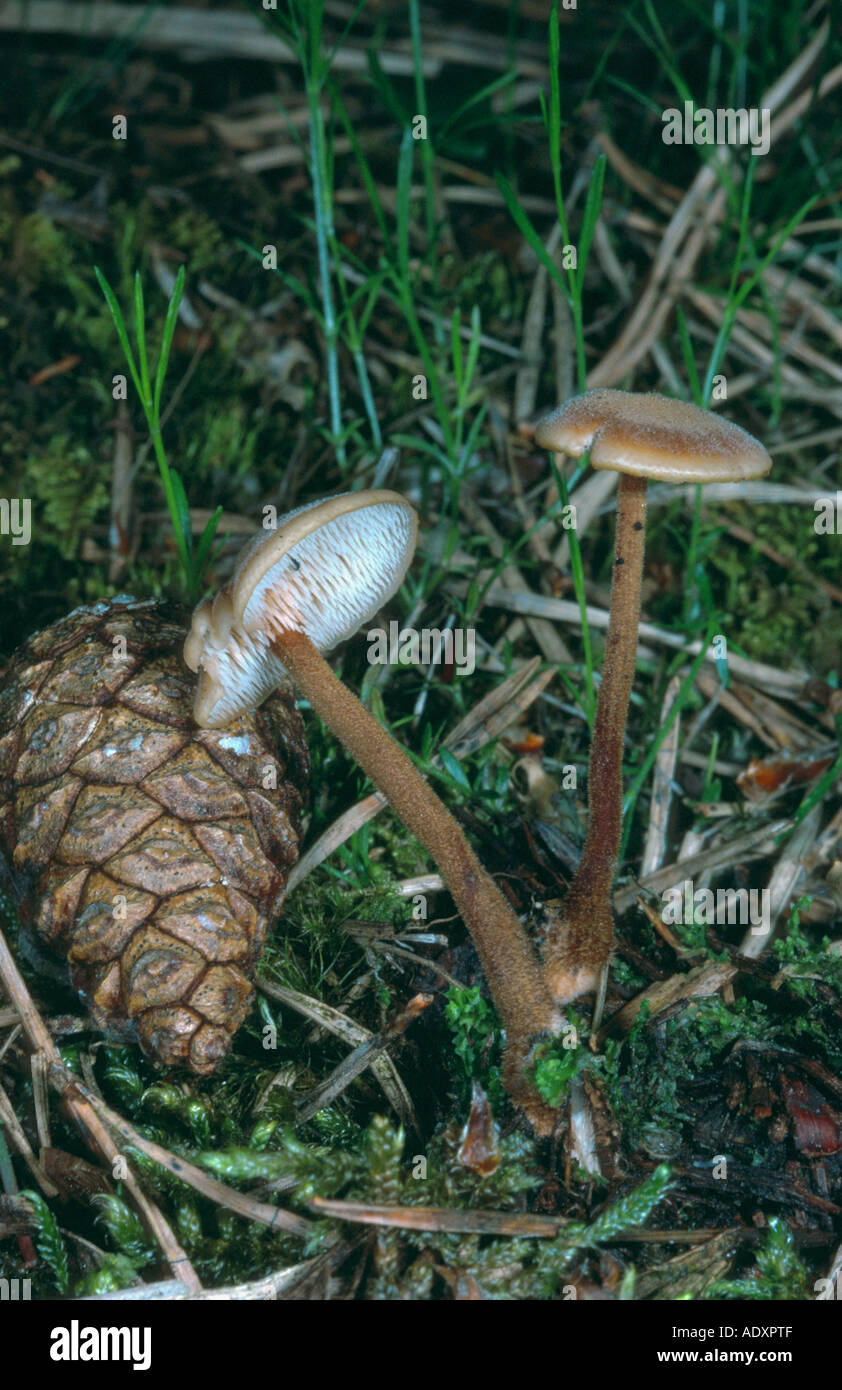 Fungo earpick (Auriscalpium vulgare), Germania, Eifel, Geeste Foto Stock