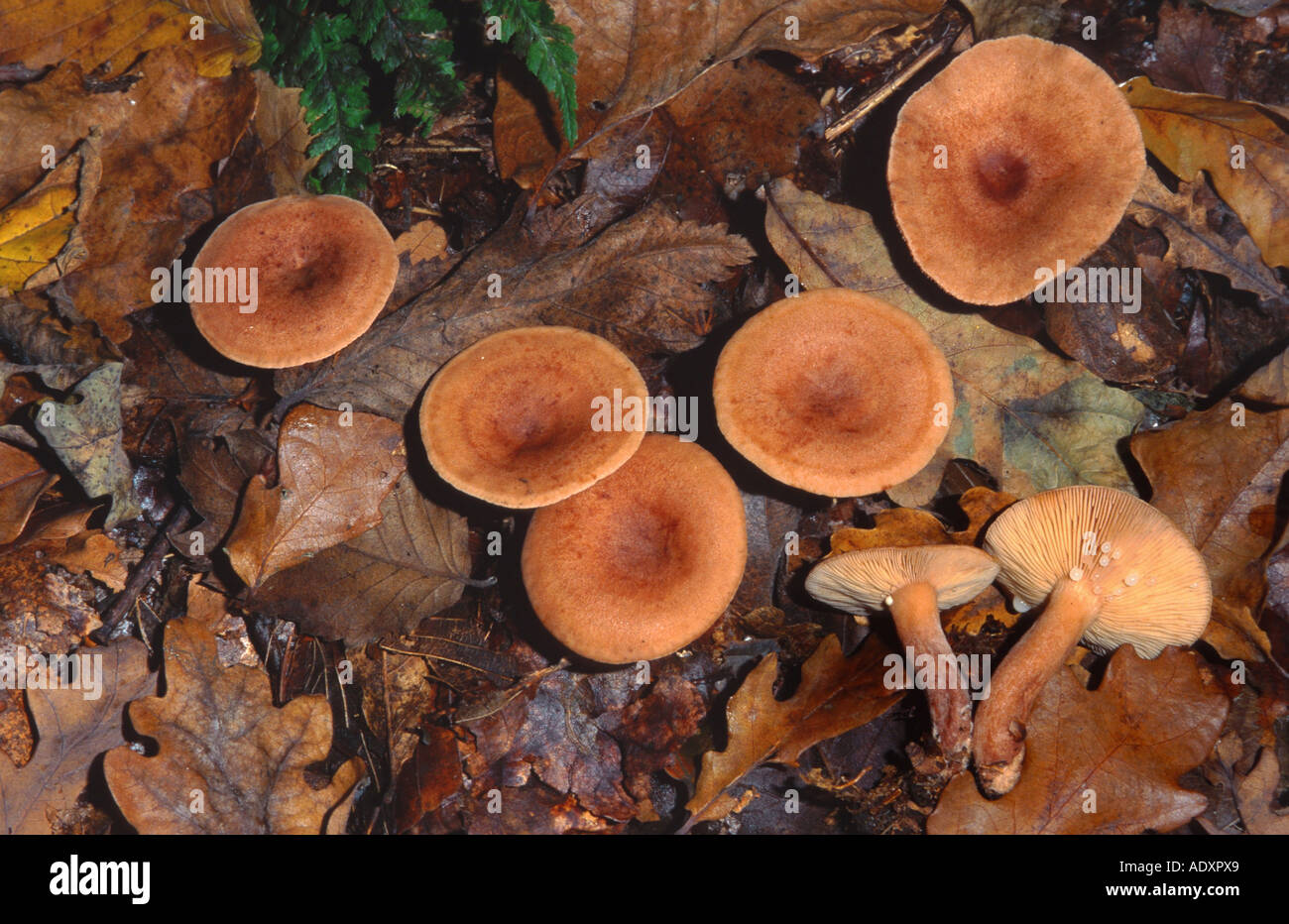 Oakbug milkcap (Lactarius quietus), in Germania, in Renania settentrionale-Vestfalia Foto Stock