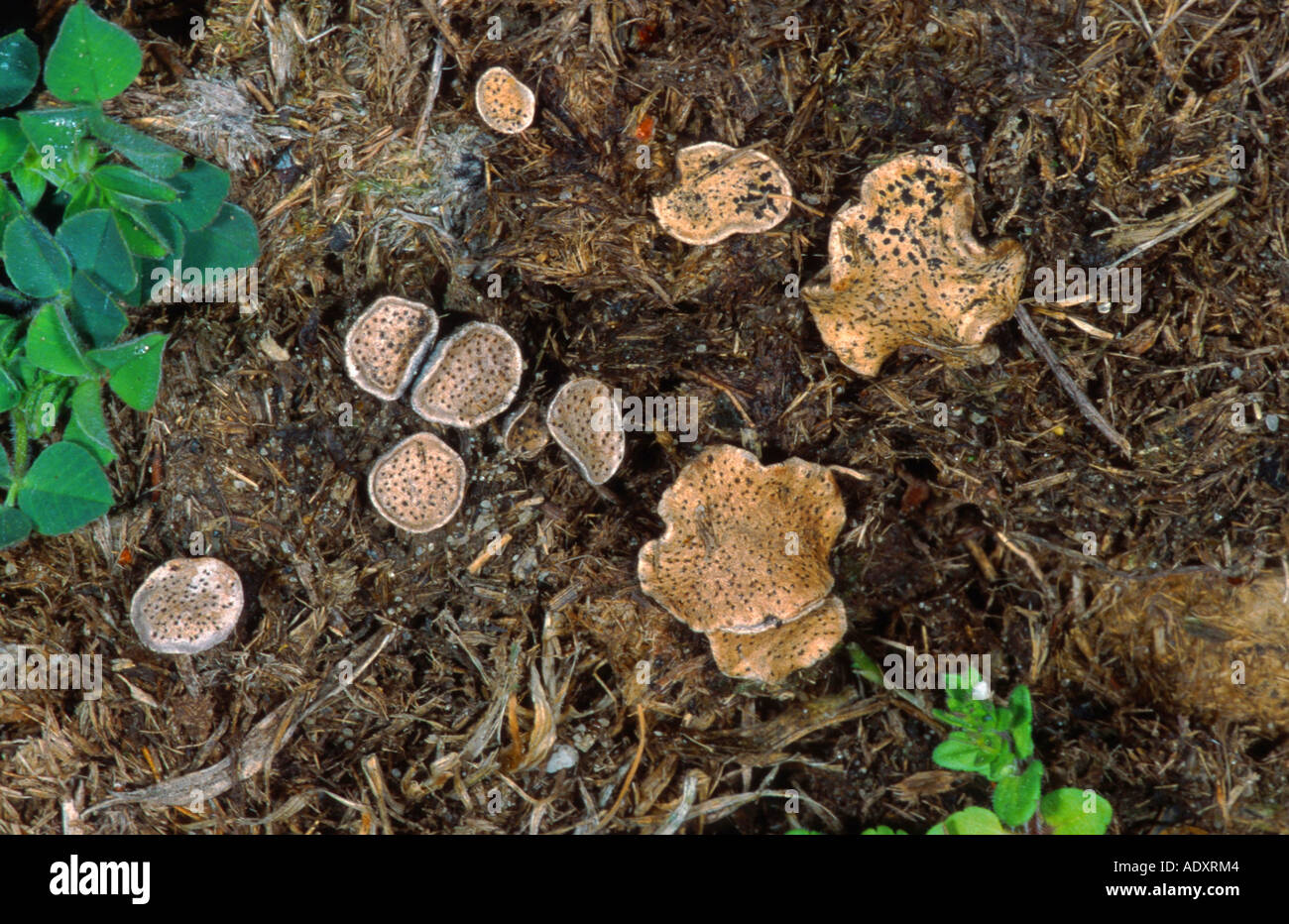 Chiodo fungo (Poronia punctata), Germania, Basso Reno Foto Stock