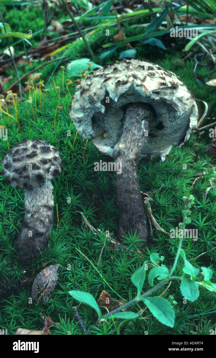 , Germania, Eifel Strobilomyces floccopus Foto Stock