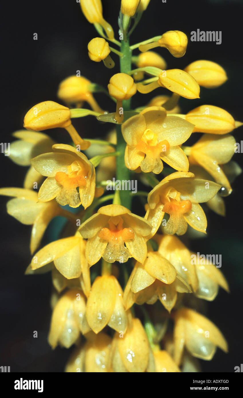 Orchidea (Calanthe aff. aureiflora), bloomimg, Malesia, Borneo Foto Stock