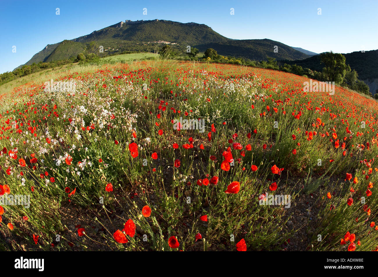 Un campo di papaveri fiori selvatici villaggio di Duilhac e Chateau Peyrepertuse castello cataro sulla cresta sopra Pays Cathare Francia Foto Stock