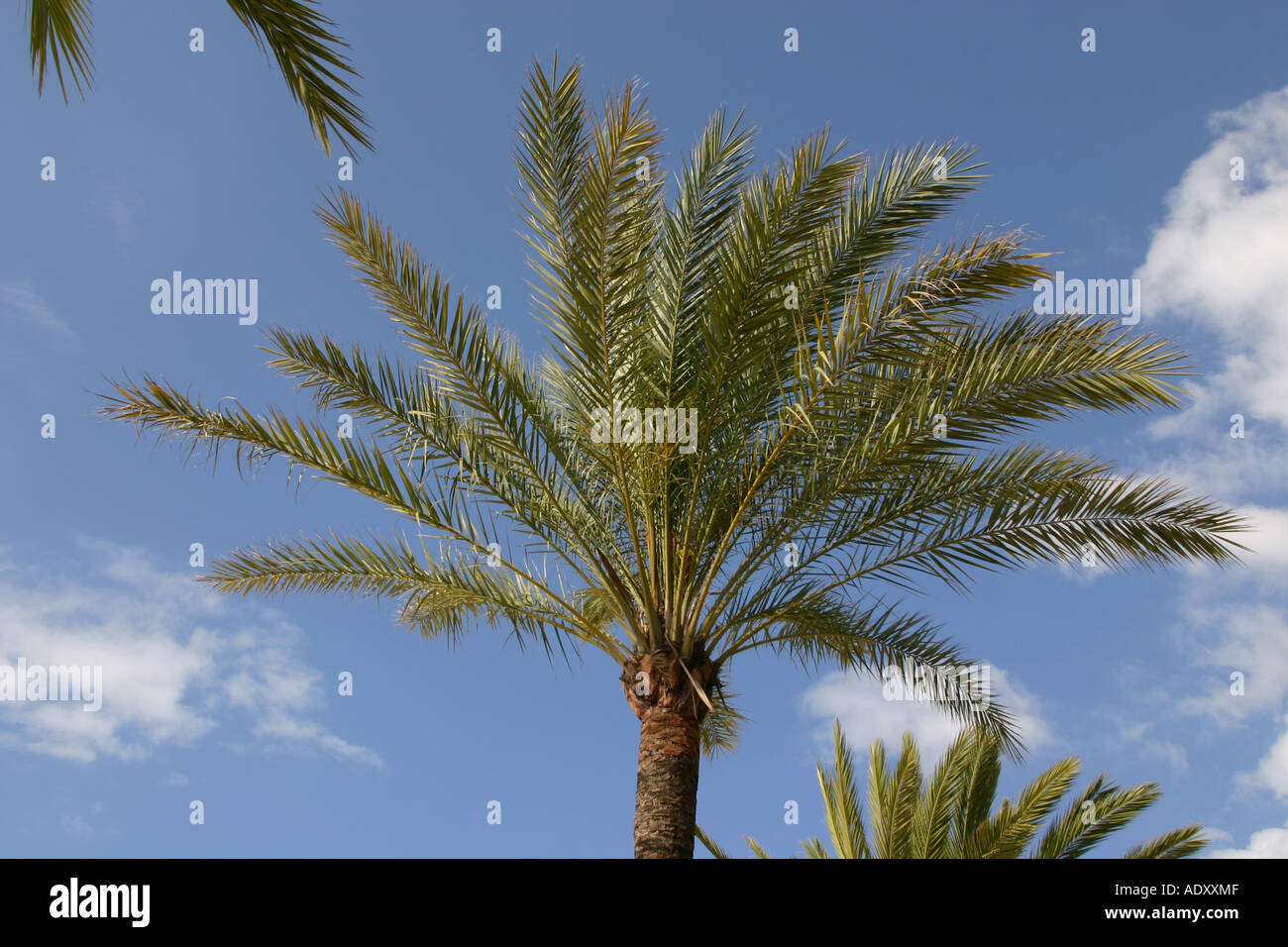 La parte superiore del palm tree con il blu del cielo. Foto Stock