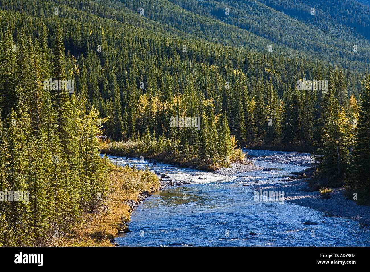 Rapide sul Fiume Fiume pecora Parco Provinciale, Kananaskis Country, Alberta, Canada Foto Stock