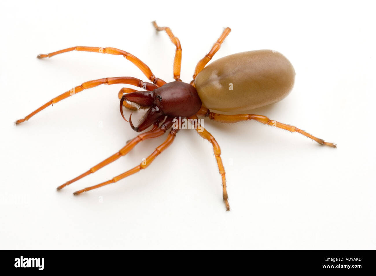 Il ragno Woodlouse Dysdera crocata Foto Stock