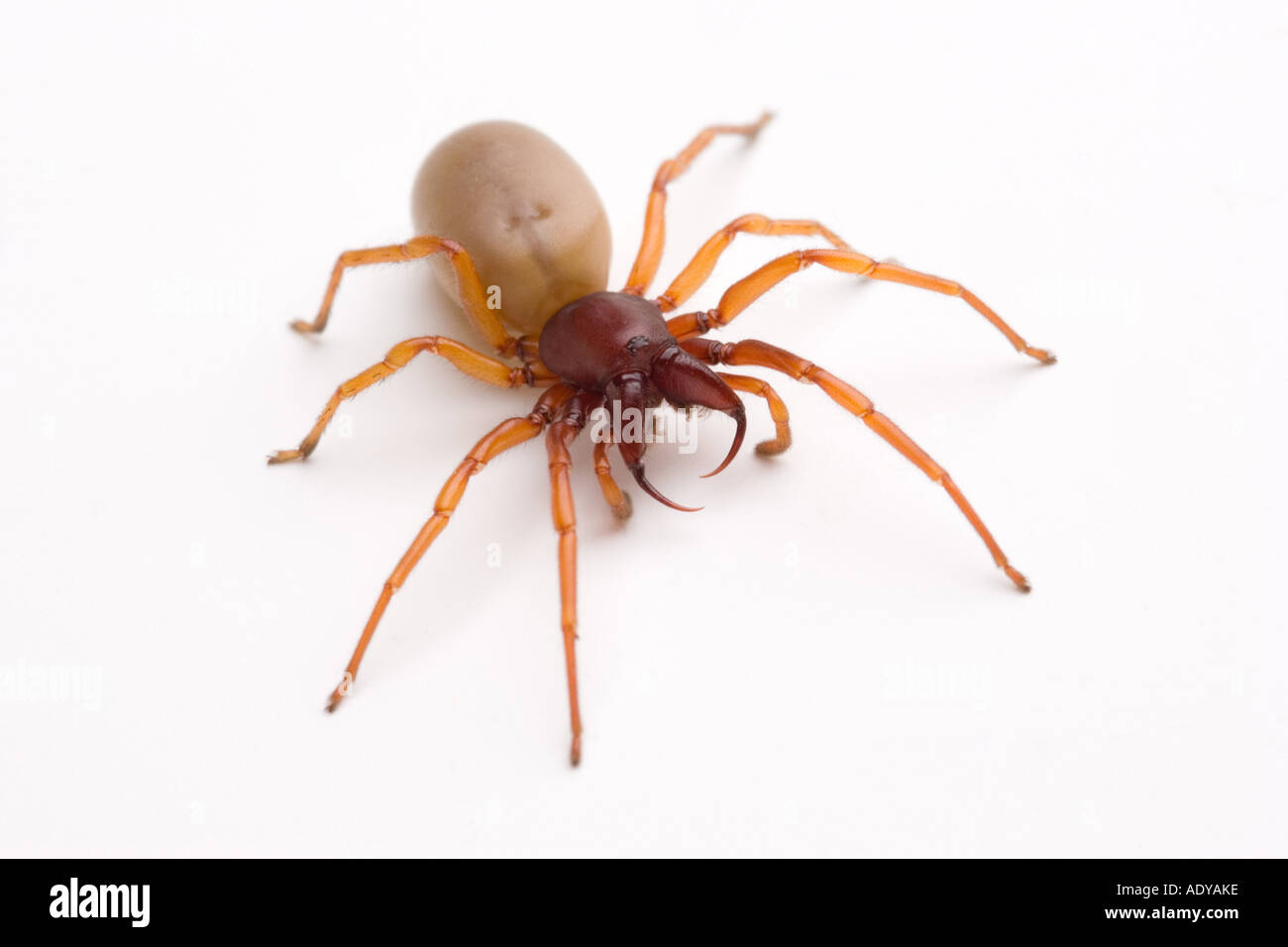 Il ragno Woodlouse Dysdera crocata Foto Stock