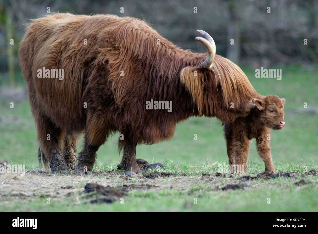 Mucca Highland Seduta In Resina 22 Cm - Foto 6
