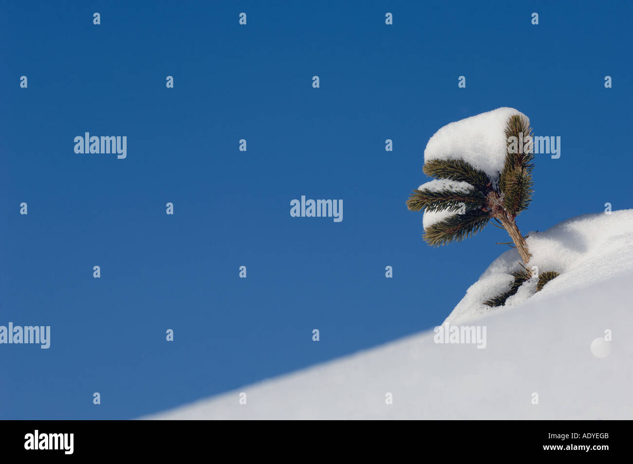 Abete (Picea spec.) ricoperta di neve, Francia, Savoie Foto Stock