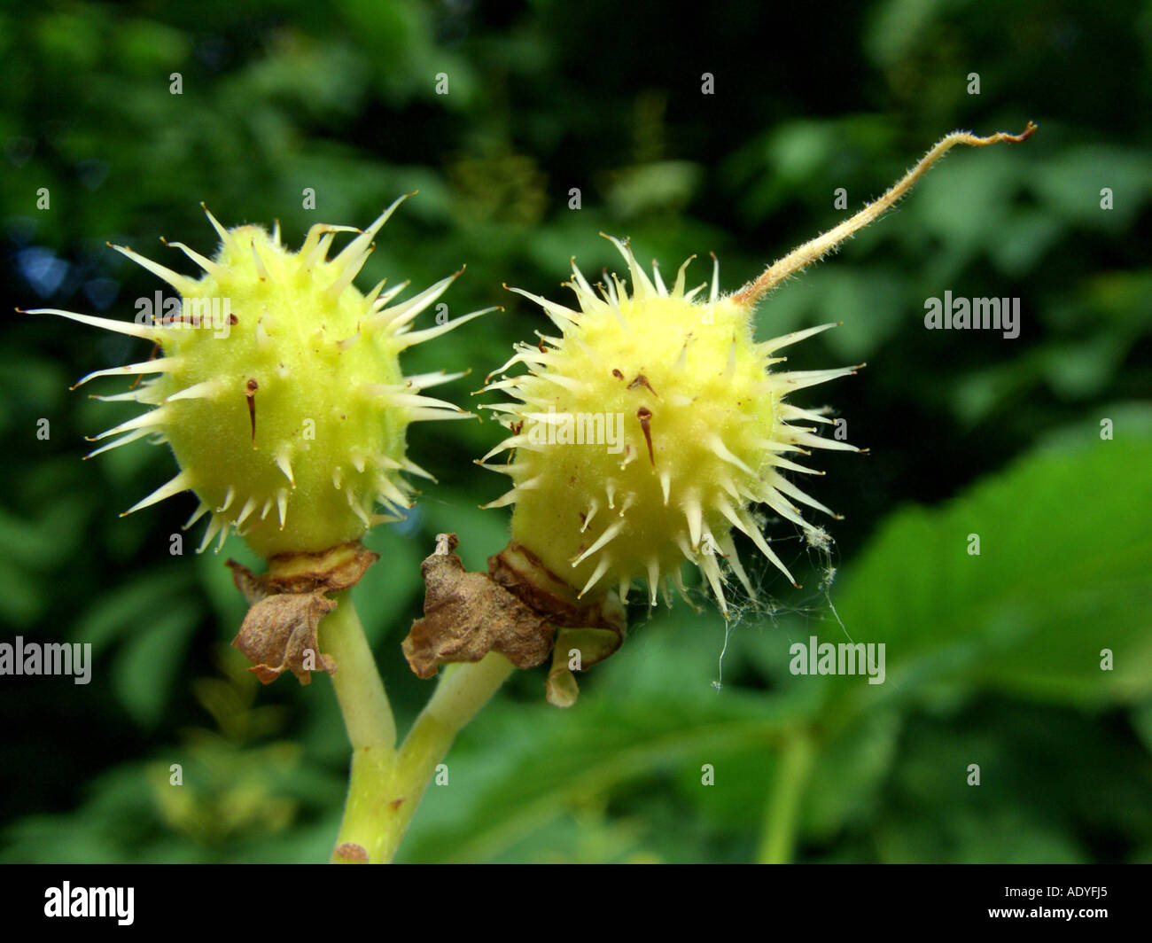 Comune di ippocastano (Aesculus hippocastanum), giovani frutti Foto Stock