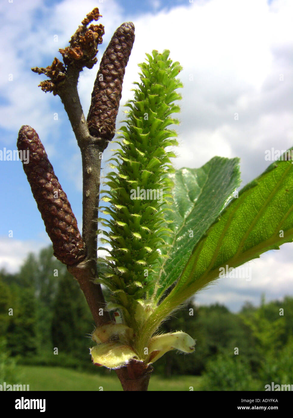 Betulla transcaucasiche (Betula medwedewii), giovani donne infrutescence Foto Stock
