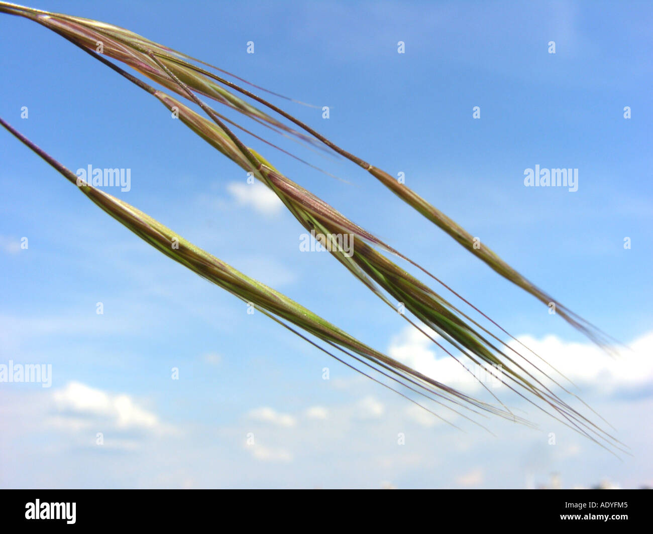 Sterile brome erba, increspato bromegrass (Bromus sterilis), spkilets contro il cielo blu Foto Stock