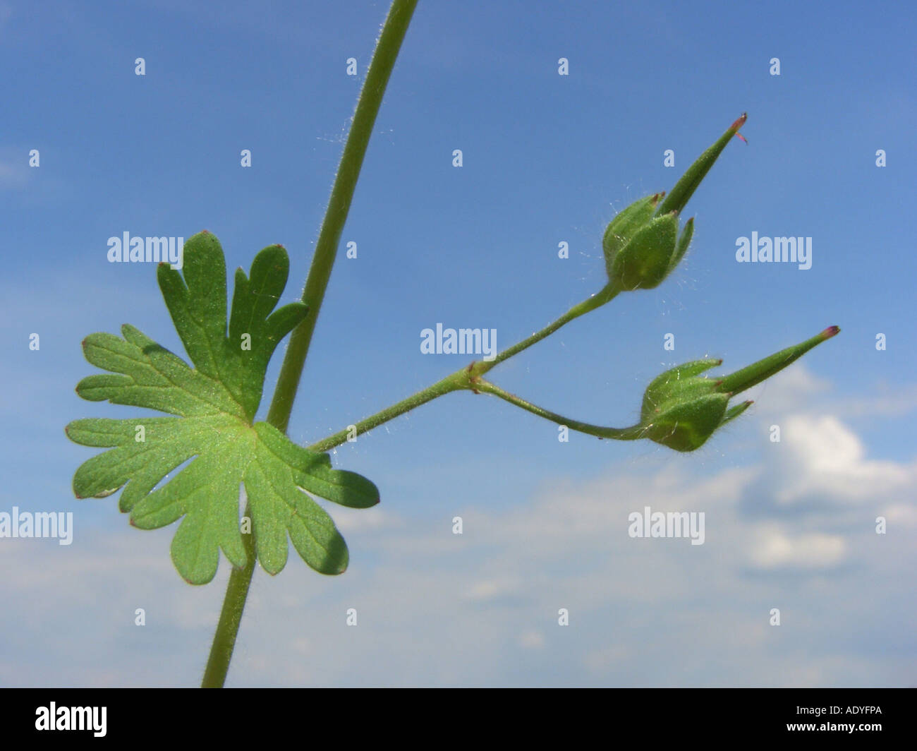 Colomba di piede (cranesbill Geranium molle), giovani frutti e foglie contro il cielo blu Foto Stock