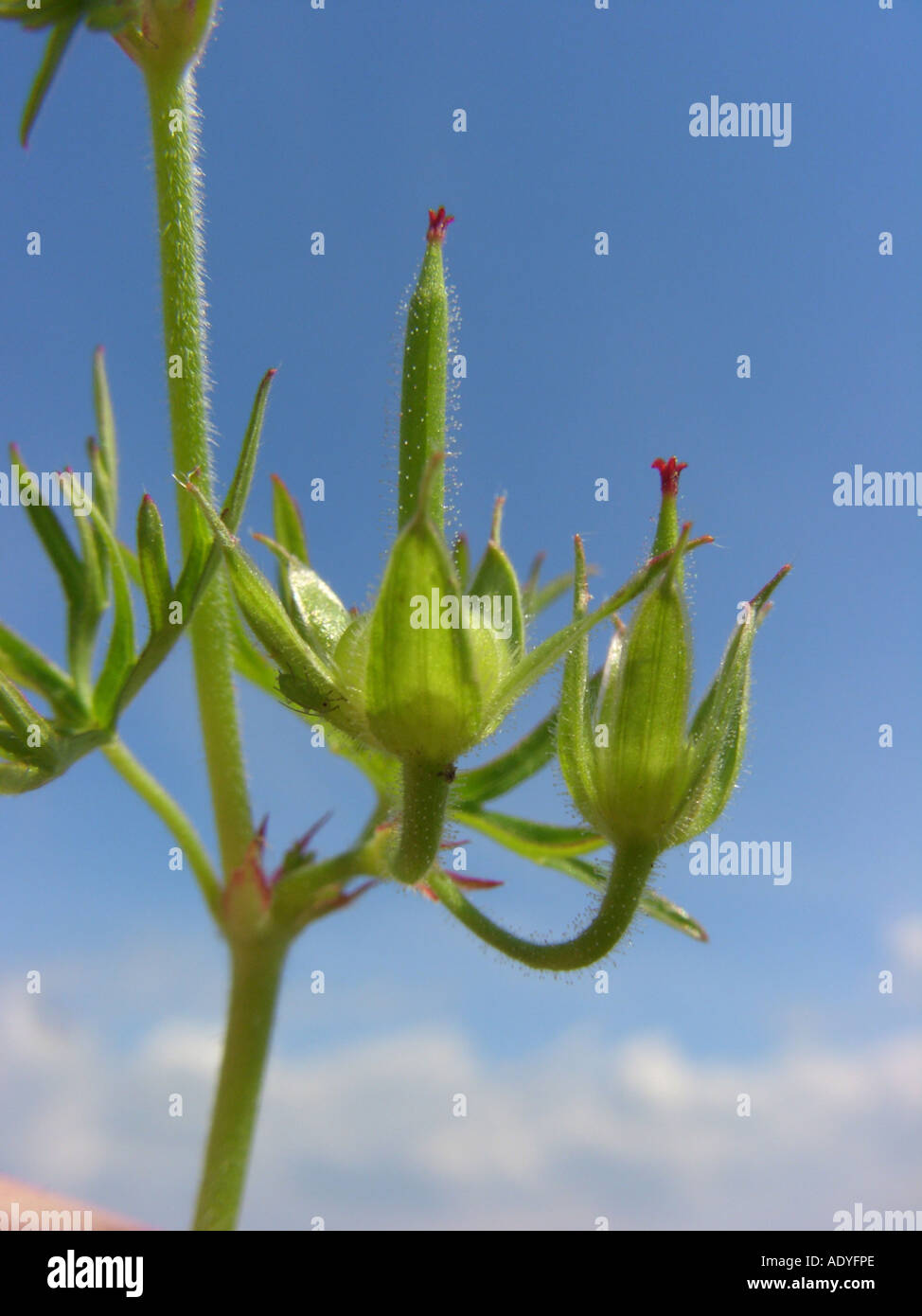 Piccolo-cranesbill fiorito, traveler's (geranio Geranium pusillum), giovani frutti Foto Stock