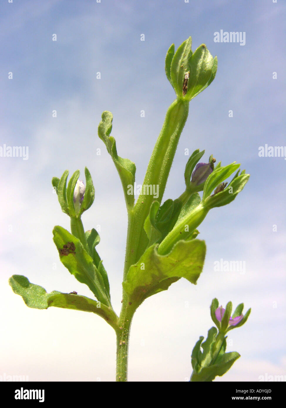 Piccola venere-cercando-vetro (Legousia hybrida), infrutescence contro il cielo blu Foto Stock