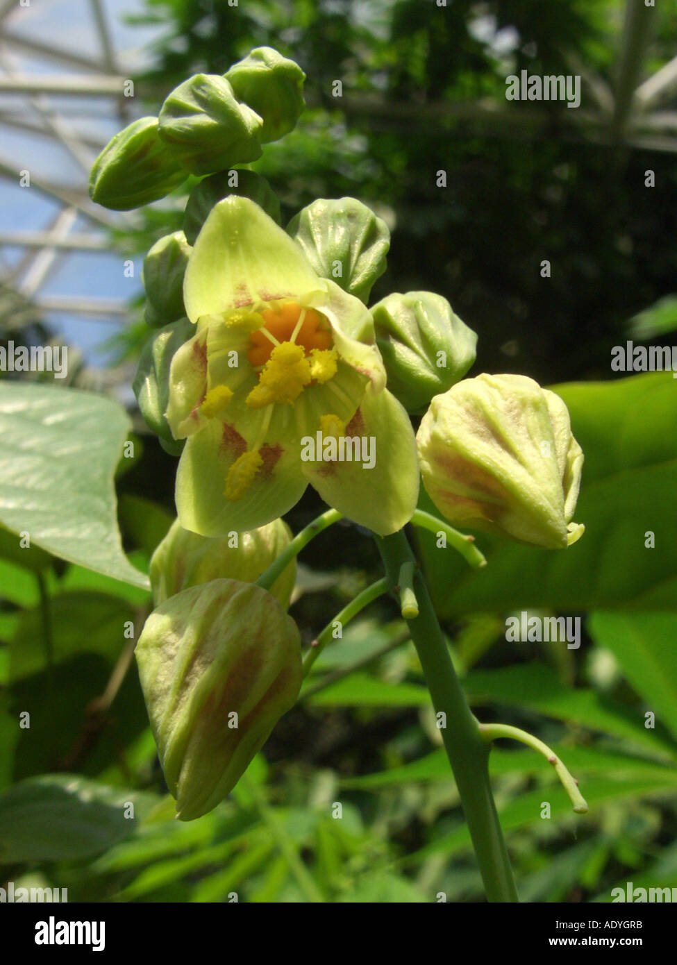 La manioca, manioca Tapioc, Tapioca (Manihot esculenta), fiore maschio Foto Stock