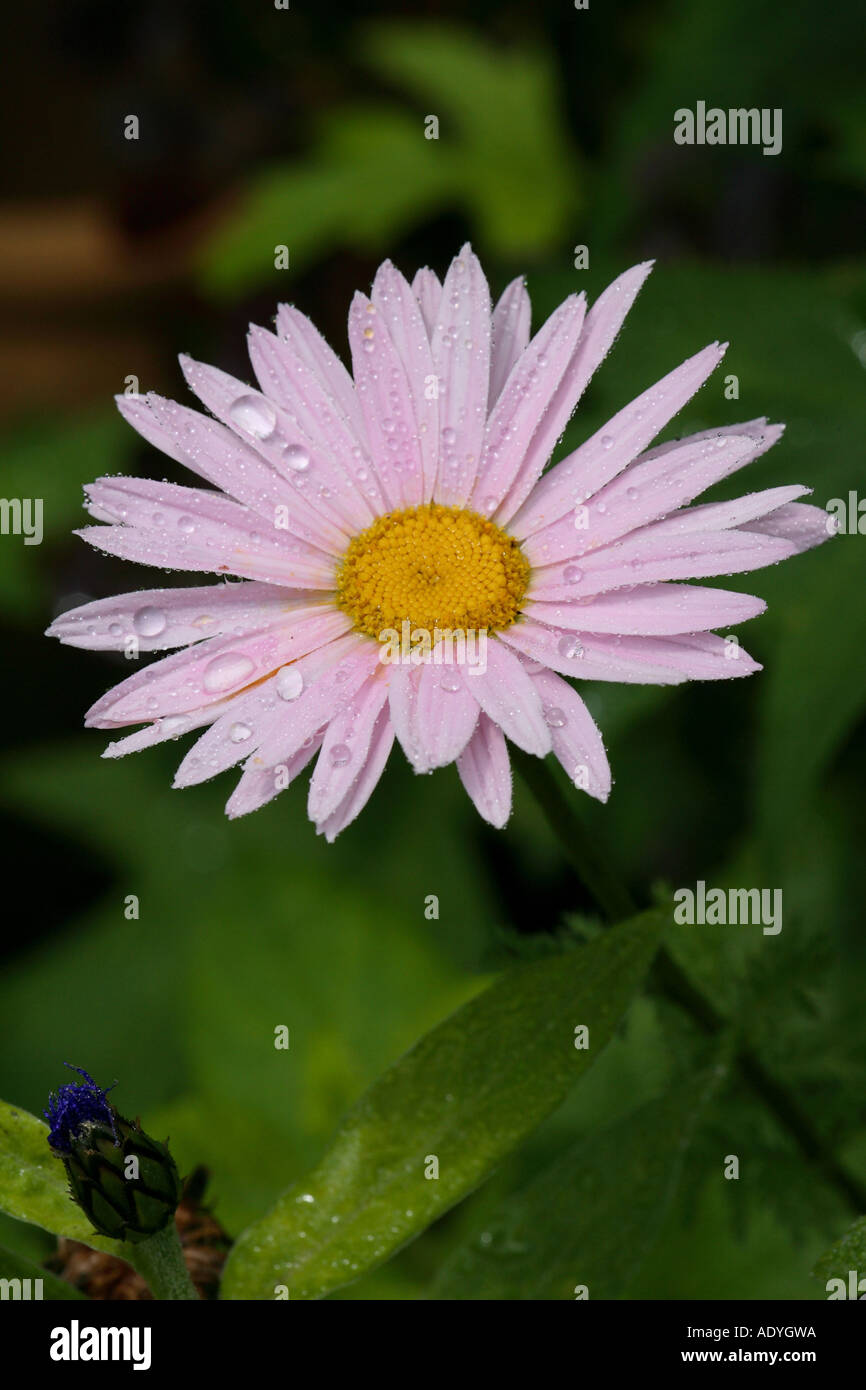 Il persiano pellitory (Tanacetum coccineum, crisantemo coccineum), inflroescence Foto Stock