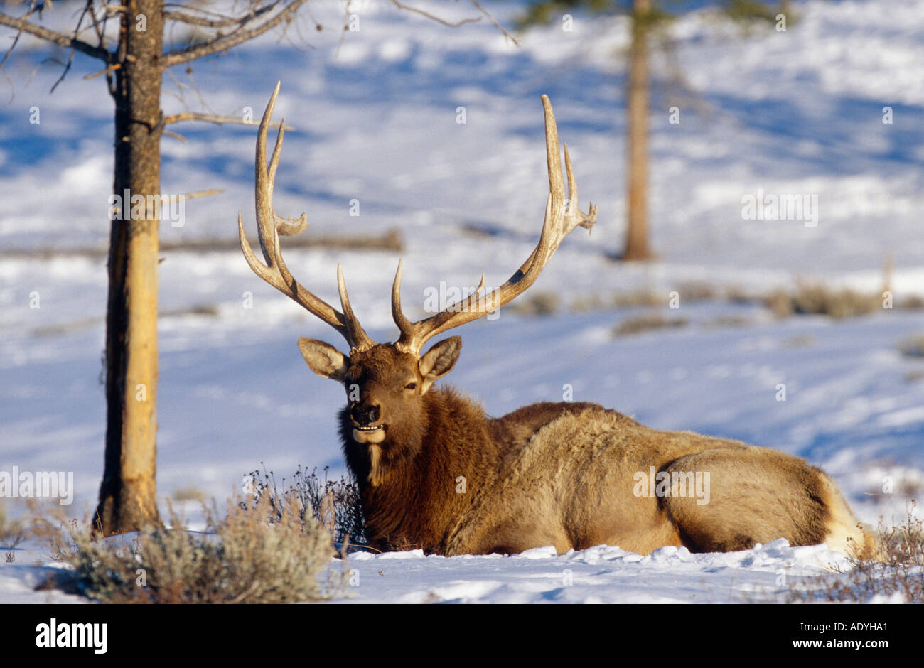 Wapiti, elk (Cervus elaphus canadensis), feste di addio al celibato che giace nella neve, STATI UNITI D'AMERICA, Wyoming Jackson Hole. Foto Stock