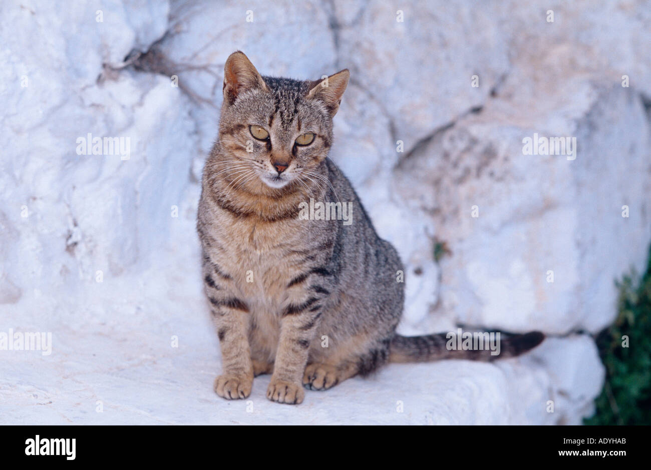 Il gatto domestico (Felis silvestris f. catus), tabby cat seduto sulla pietra, Grecia, Santorin. Foto Stock