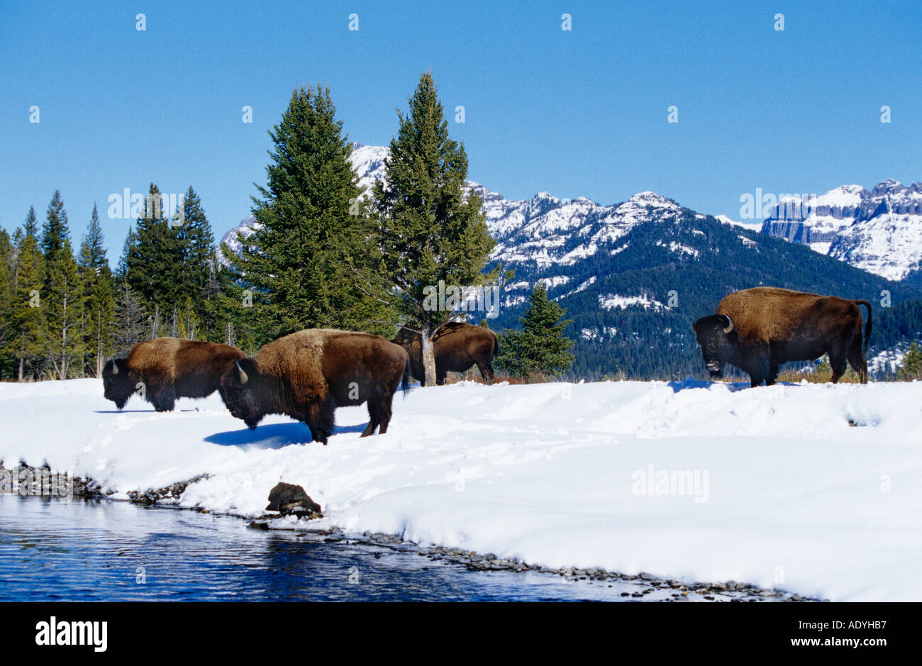 Bisonti americani, Buffalo (Bison bison), allevamento in inverno, STATI UNITI D'AMERICA, Wyoming Yellowstone NP. Foto Stock