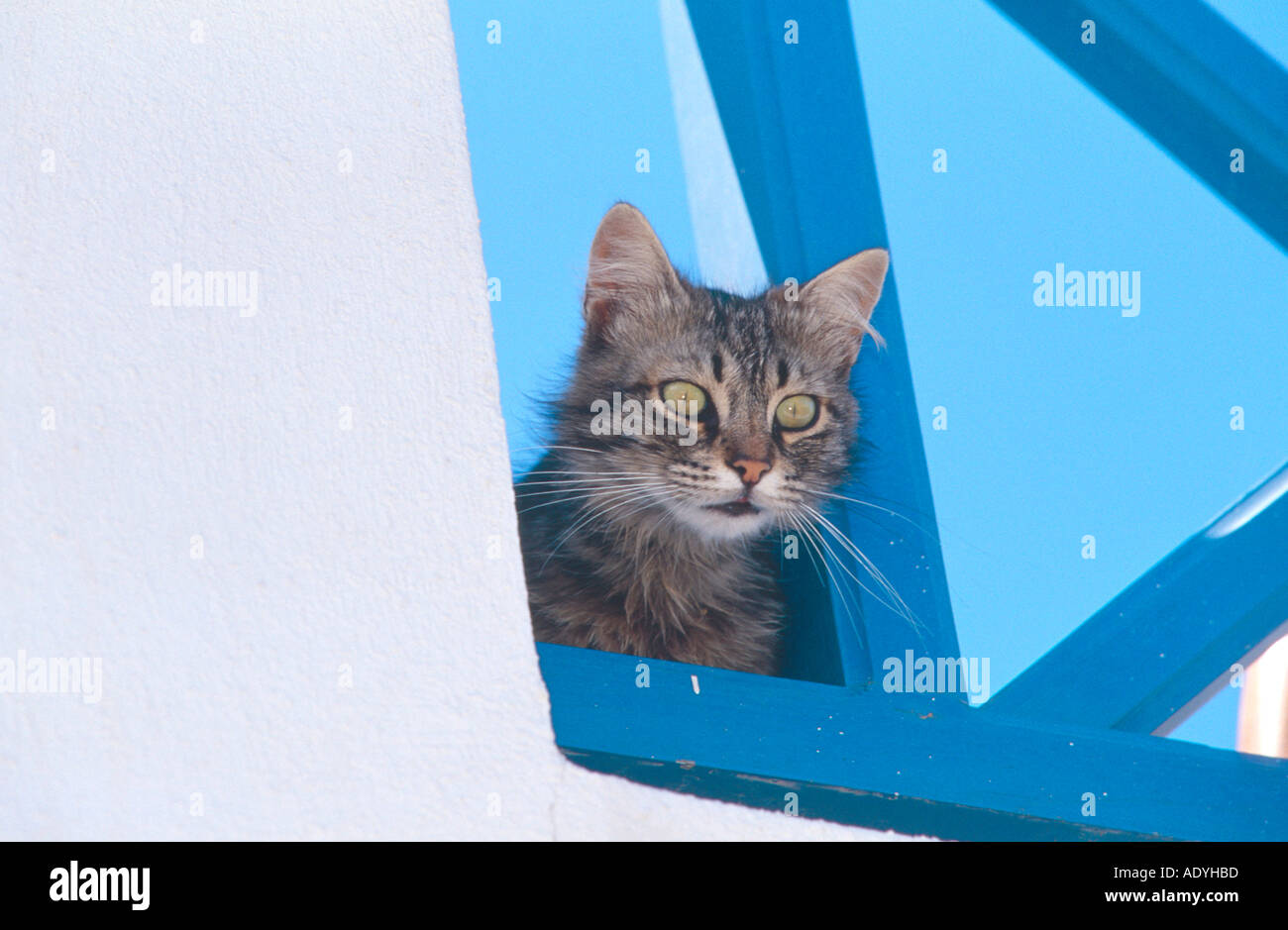 Il gatto domestico (Felis silvestris f. catus), guardando fuori da una finestra, Grecia, Santorin. Foto Stock