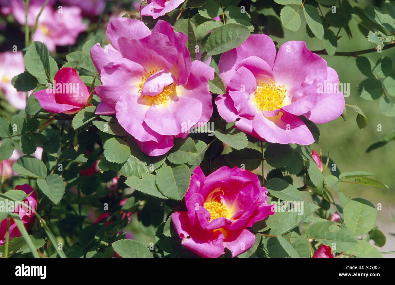 Il francese rosa (rosa gallica), fioritura, Germania. Foto Stock