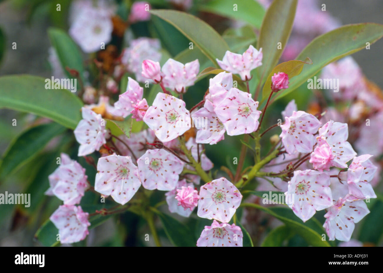 Mountain laurel (Kalmia latifolia), fioritura, Nord America. Foto Stock