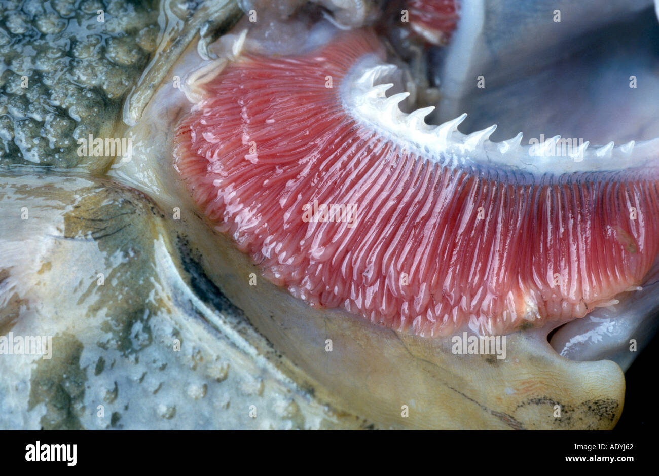 La passera pianuzza, europea Passera pianuzza (Platichthys flesus), dettaglio del gill. Foto Stock