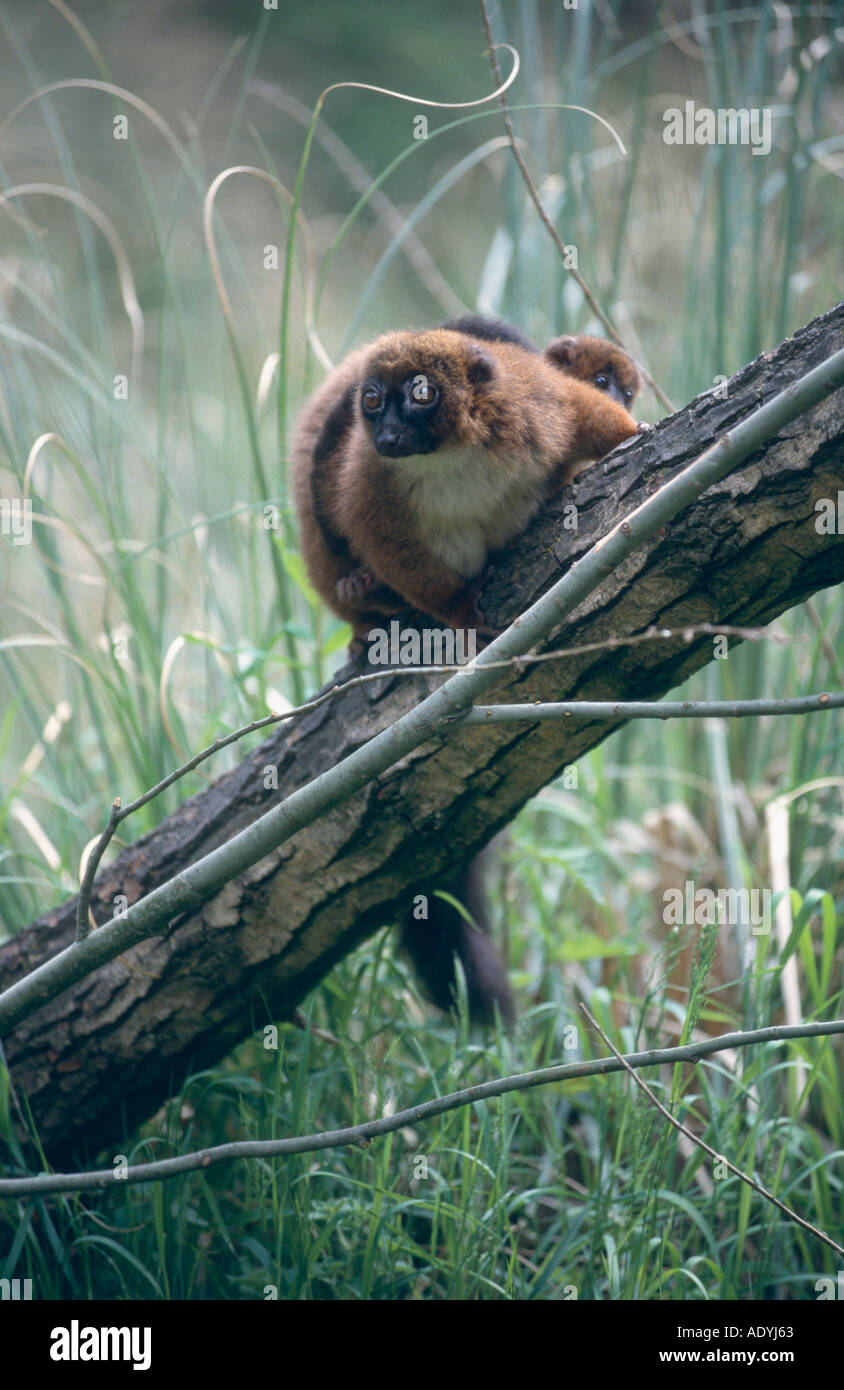 Rosso-lemure panciuto (il Eulemur rubriventer), adulto seduto sul ramo, con i giovani sul retro Foto Stock