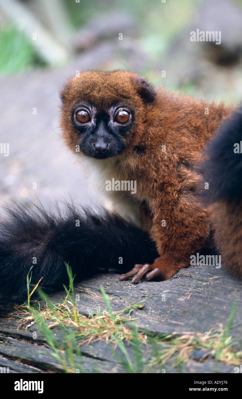 Rosso-lemure panciuto (il Eulemur rubriventer), per adulti Foto Stock