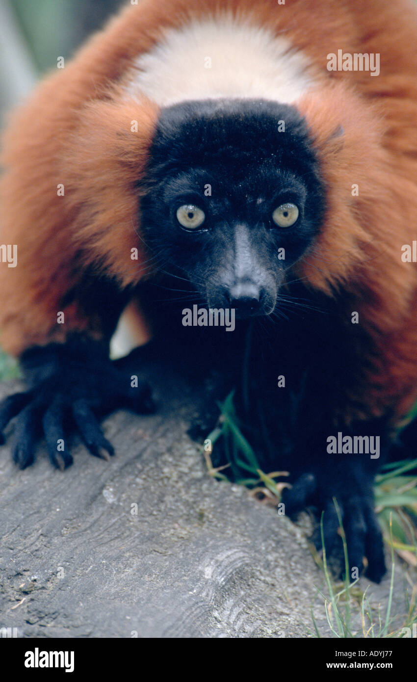 Rosso lemure ruffed (Varecia variegata rubra), ritratto Foto Stock