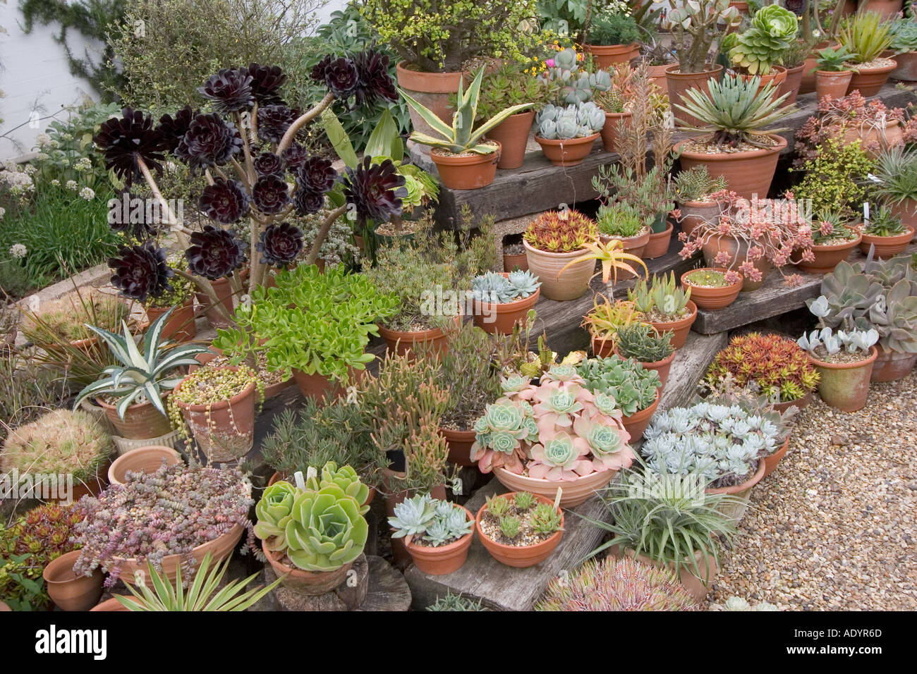 Angolo del Beth Chatto Gardens Elmstead mercato vicino a Colchester Essex GB UK Foto Stock