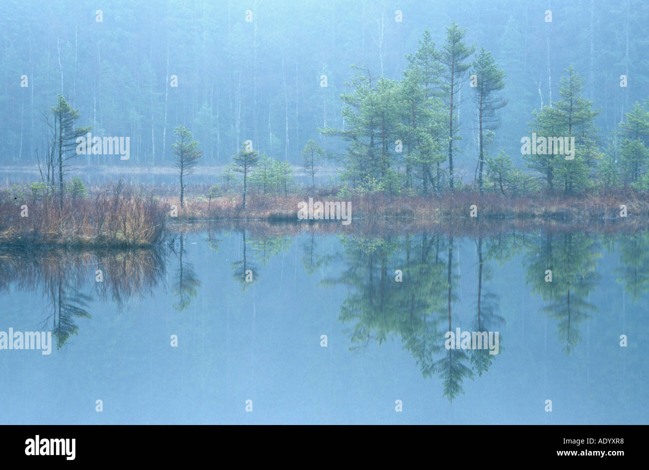 Foggy zone umide in Hallands Laen Naturreservat Fegen Suedschweden sud della Svezia Foto Stock