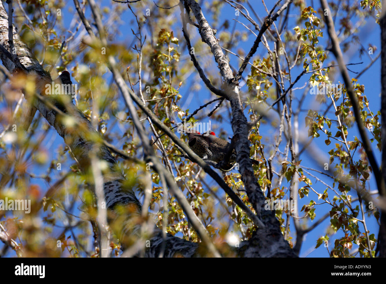 Northern Flicker coppia accoppiata Colaptes auratus Foto Stock