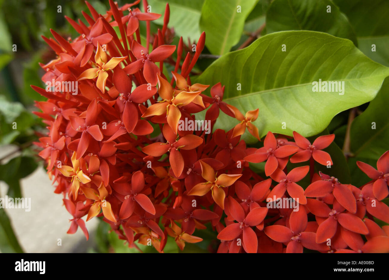 Ixora rosso fiori - Australia occidentale Foto Stock
