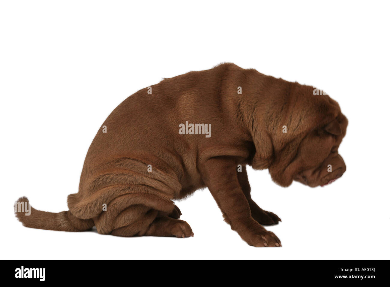 Shar Pei, Cinese Shar-Pei (Canis lupus f. familiaris), seduta Foto Stock