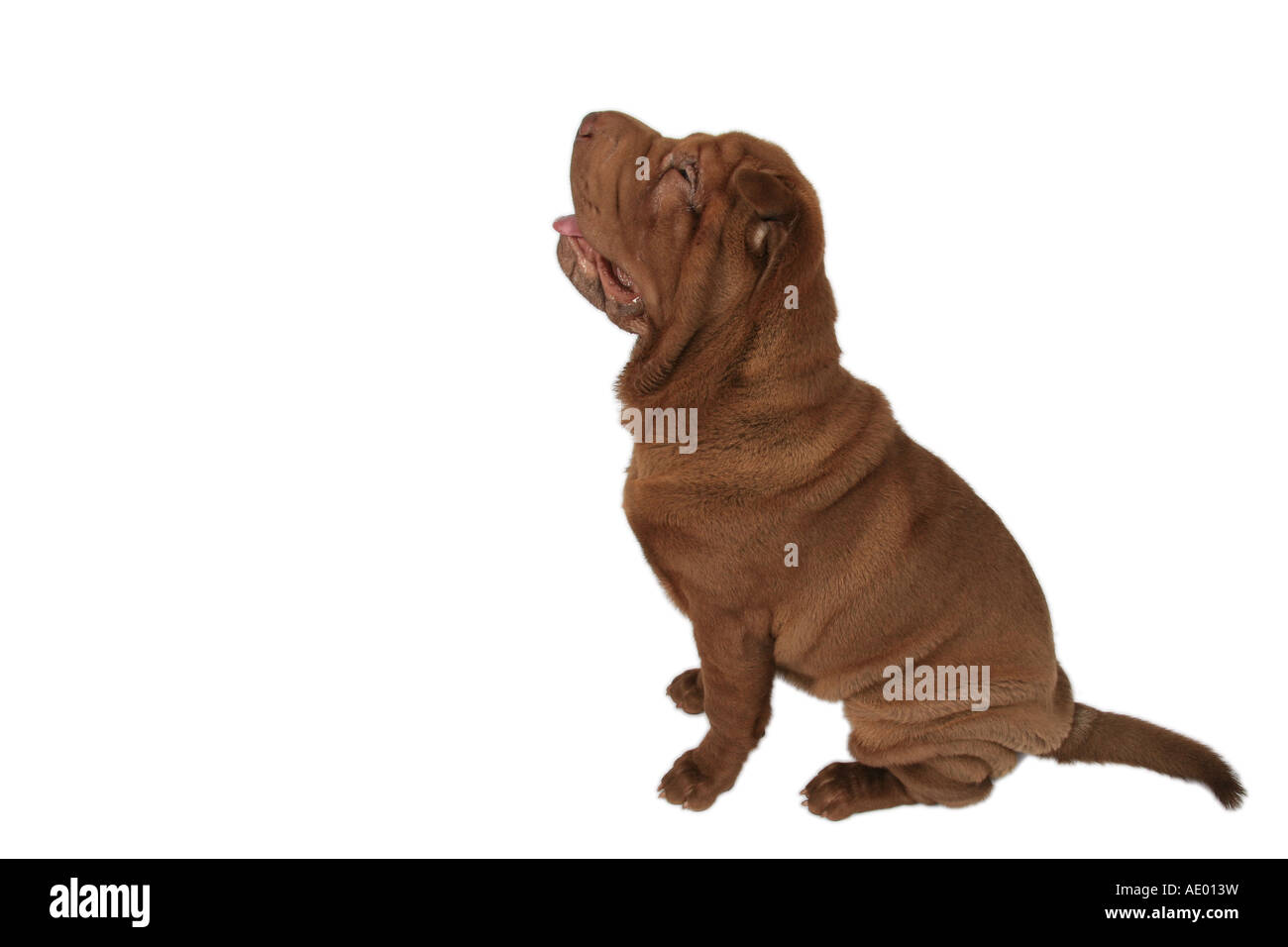 Shar Pei, Cinese Shar-Pei (Canis lupus f. familiaris), seduta Foto Stock