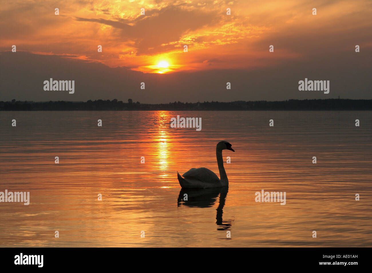 Cigno (Cygnus olor), di fronte af tramonto sul lago, in Germania, in Baviera, Chiemsee Foto Stock