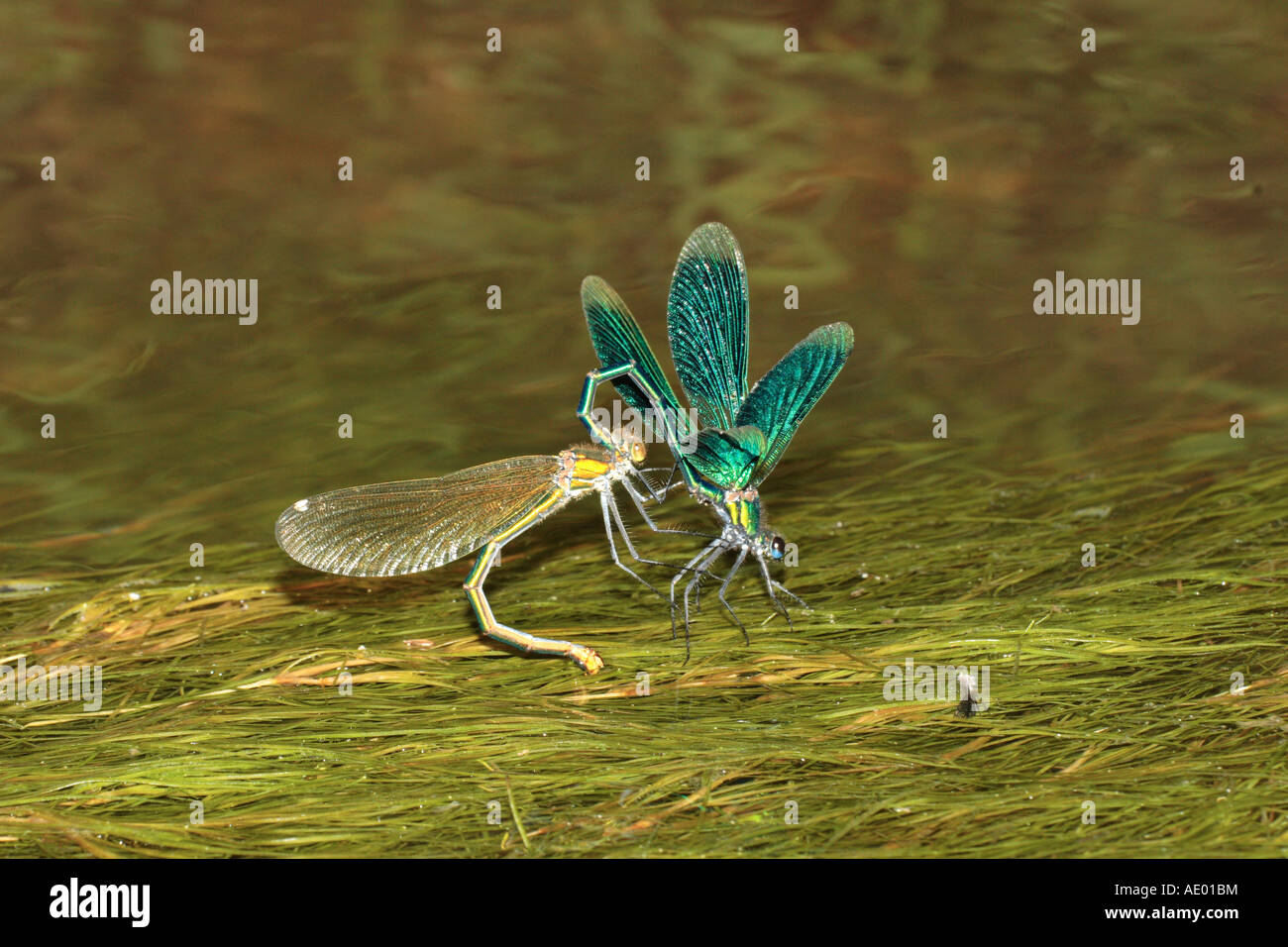 Nastrare blackwings, agrion nastrati, nastrati demoiselle (Calopteryx splendens, Agrion splendens), femmina deposizione delle uova con maschio, Ger Foto Stock