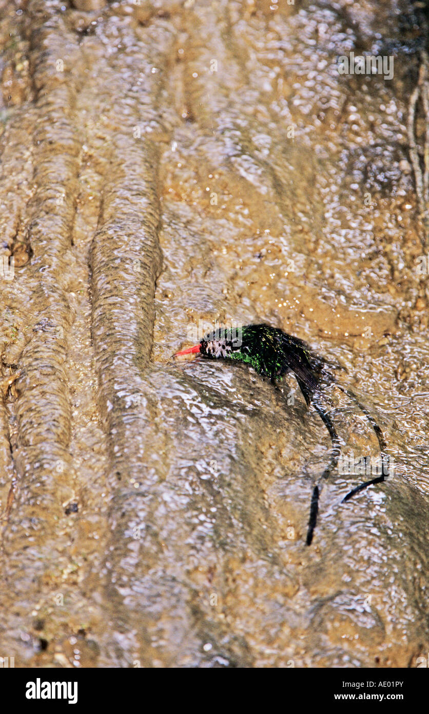 Rosso-fatturati Streamertail Hummingbird Trochilus polytmus maschio di balneazione in cascata Somerset cade Port Antonio Giamaica Gennaio Foto Stock