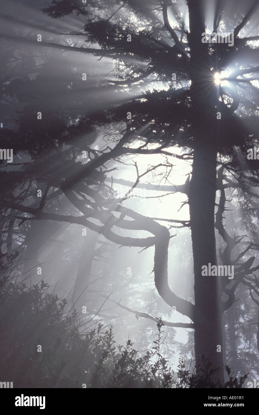 Alberi nella nebbia mattutina PARCO NAZIONALE USA Foto Stock